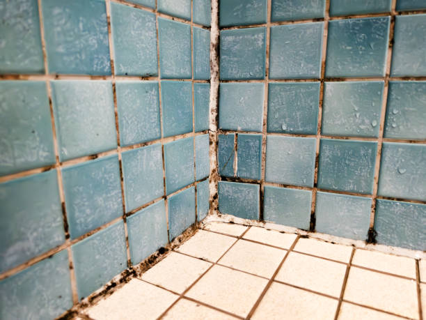 Best Forensic Mold Investigation  in Dewitt, MI