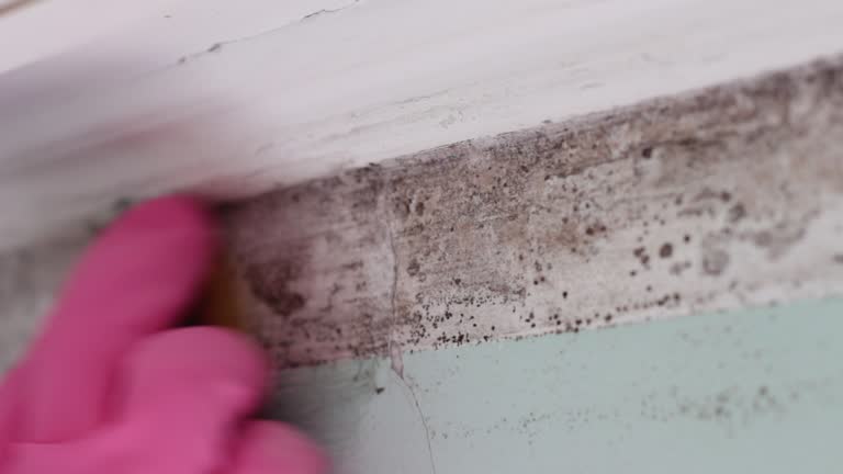 Best Water Damage & Mold Remediation  in Dewitt, MI